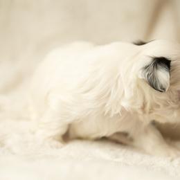 Shih Tzu Puppies from Good Lil Shih Tzu