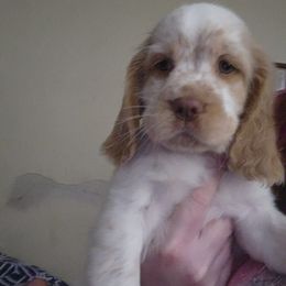 English Springer Spaniel Puppies from Sterling's springer Haven
