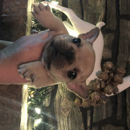 French Bulldog and Rottweiler Puppies from Starkhaus Rottweilers