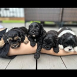 Cavapoo puppies from Sweet Snuggles Cavapoos