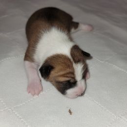 Girl 2 - Red and white Basenji puppy in Branchburg, New Jersey from Maringa Basenji