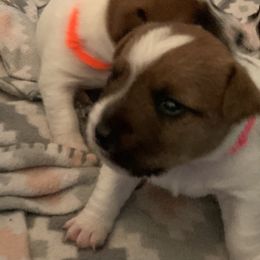 Great Dane and Russell Terrier Puppies from Claddagh Pastures