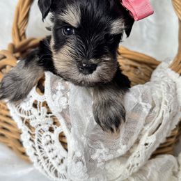 ESA Princess Leia therapy lines - Black female Miniature Schnauzer puppy in Temple, Texas from Schnauzers Of Taylor