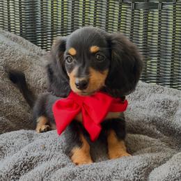 Boy 2 - Black and tan male Dachshund puppy in Choccolocco, Alabama from Ace’s Doxies
