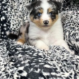 Miniature Australian Shepherd and Toy Australian Shepherd Puppies from Pistol Paws Aussies