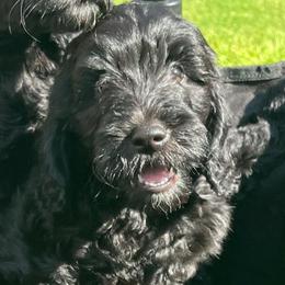Green Boy - Black male Goldendoodle puppy in Ocala, Florida from Hancock Place Doodles