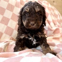 Girl 2 - female Newfypoo puppy in Bloomfield, Iowa from Schooley Doodles