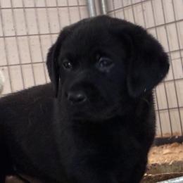 Labrador Retriever puppies from Maggie's Lab