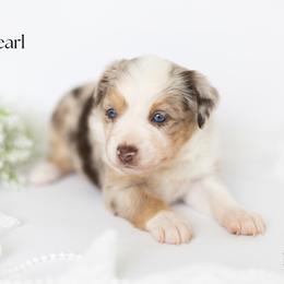 Pearl - Red merle female Miniature Australian Shepherd puppy in Wooster, Ohio from Kari's Mini Aussies