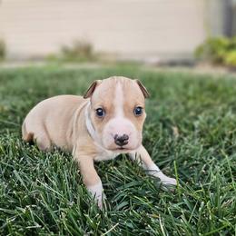 Boy 2 - Fawn male American Staffordshire Terrier puppy in Springfield, Illinois from Prairieland Kennels