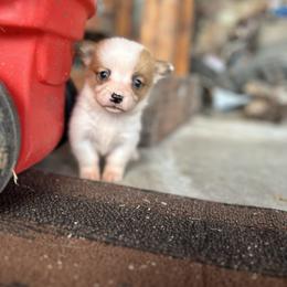 Girl 1 (Rapunzel) - Fawn female Pembroke Welsh Corgi puppy in Brazoria, Texas from Diamond Bar H