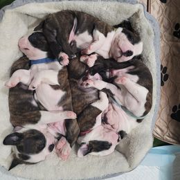 Boston Terriers from TRL Boston Terriers