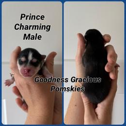 Prince Charming - Black and white male Pomsky puppy in Lyons, Nebraska from Goodness Gracious Pomskies