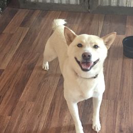 Prince - Shiba Inu