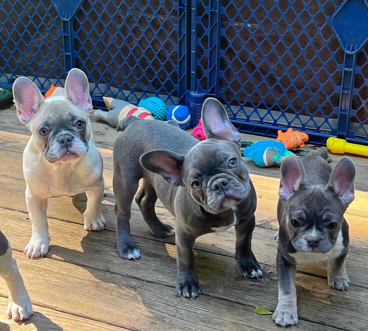 Franceschi French Bulldogs in Pennsylvania | French Bulldog puppies ...