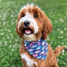 Millie - Australian Labradoodle