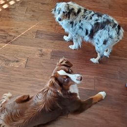 Miniature Australian Shepherds and Toy Australian Shepherds from Outback Aussies Central Texas
