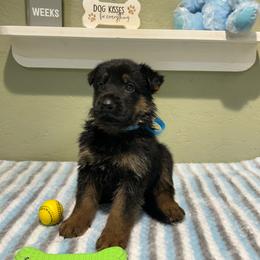 Max - Black and tan male German Shepherd puppy in Stanardsville, Virginia from Majestic K9 LLC