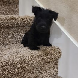 Scottish Terrier Puppies from Scotch McLaren Terriers