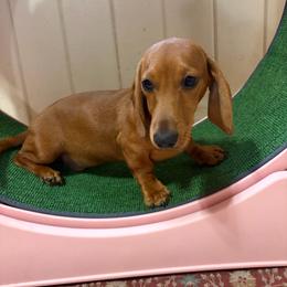 Brandon - Sable male Dachshund puppy in Lake City, Florida from My Ditzy Doxies of Florida