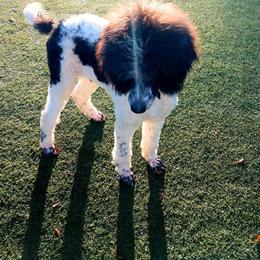 Poodle Puppies from Reeves Family Standard Poodles