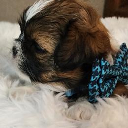 Shih Tzu Puppies from Grandma Ts Precious Puppies