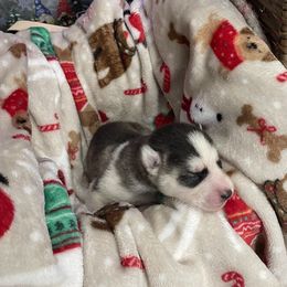 Siberian Husky Puppies from McDonald's Homegrown Huskies