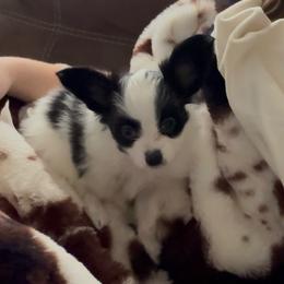 William - White and black male Papillon puppy in Howe, Oklahoma from Southern Sweet Papillons