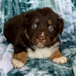 May - Red tri-color female Australian Shepherd puppy in Oxford, Florida from SoCo Aussies