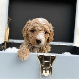 Darjeeling - Apricot female Cavapoo puppy in Wamego, Kansas from Doodles of Oz