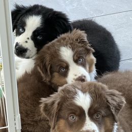 Miniature American Shepherds from Foxfire Miniature American Shepherds