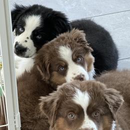 Miniature American Shepherds from Foxfire Miniature American Shepherds