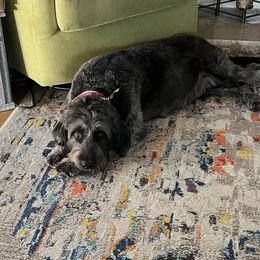 Violet - Aussiedoodle