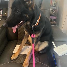 Sadie - Black and tan female German Shepherd puppy in Sharon Grove, Kentucky from Julie’s Shepherds