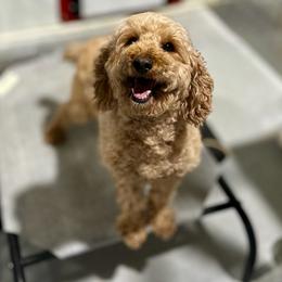 Raynee - Poodle
