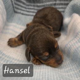Hansel - Chocolate and tan male Dachshund puppy in Lubbock, Texas from Wagging Tails