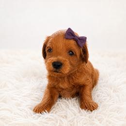 Maple - Red female Maltipoo puppy in St. George, Utah from Winchester Hills Poodles and Doodles