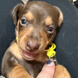 Yellow collar - Chocolate and tan female Dachshund puppy in Shawnee, Oklahoma from Magic Eagle Miniature Dachshunds