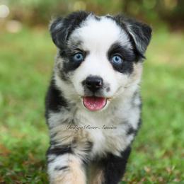 Australian Shepherd, Miniature Australian Shepherd, and Toy Australian Shepherd Puppies from Indigo River Toy & Mini Aussies
