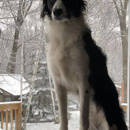 Border Collies from Border Collie LLC