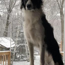 Border Collies from Border Collie LLC