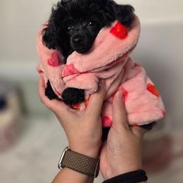 Mercy - Black female Poodle puppy in Cornelia, Georgia from Yates Family Farm