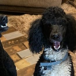 Poodles from Kristi Golden's Poodles