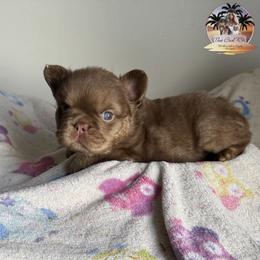 Titus - Tricolors male French Bulldog puppy in Morton, Illinois from That Gurl K9s