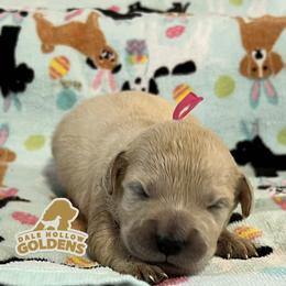 6th pick - Light golden female Golden Retriever puppy in Monroe, Tennessee from Dale Hollow Goldens