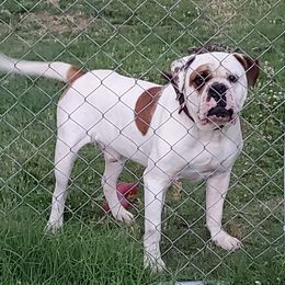 Alapaha Blue Blood Bulldogs from Pine Time Alapahas
