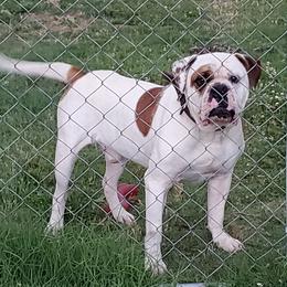 Alapaha Blue Blood Bulldogs from Pine Time Alapahas