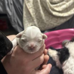 Honey - Brindle and white female Shih Tzu puppy in Manquin, Virginia from Koda Bears Cubs