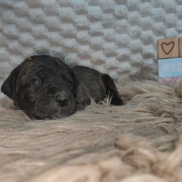 Blue collar - Black brindle female Cane Corso puppy in Fritch, Texas from Carrie Brown's Cane Corsos