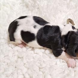 Felix - Black brown and white male Basset Hound puppy in Mack's Creek, Missouri from Mack's Creek Basset Hounds